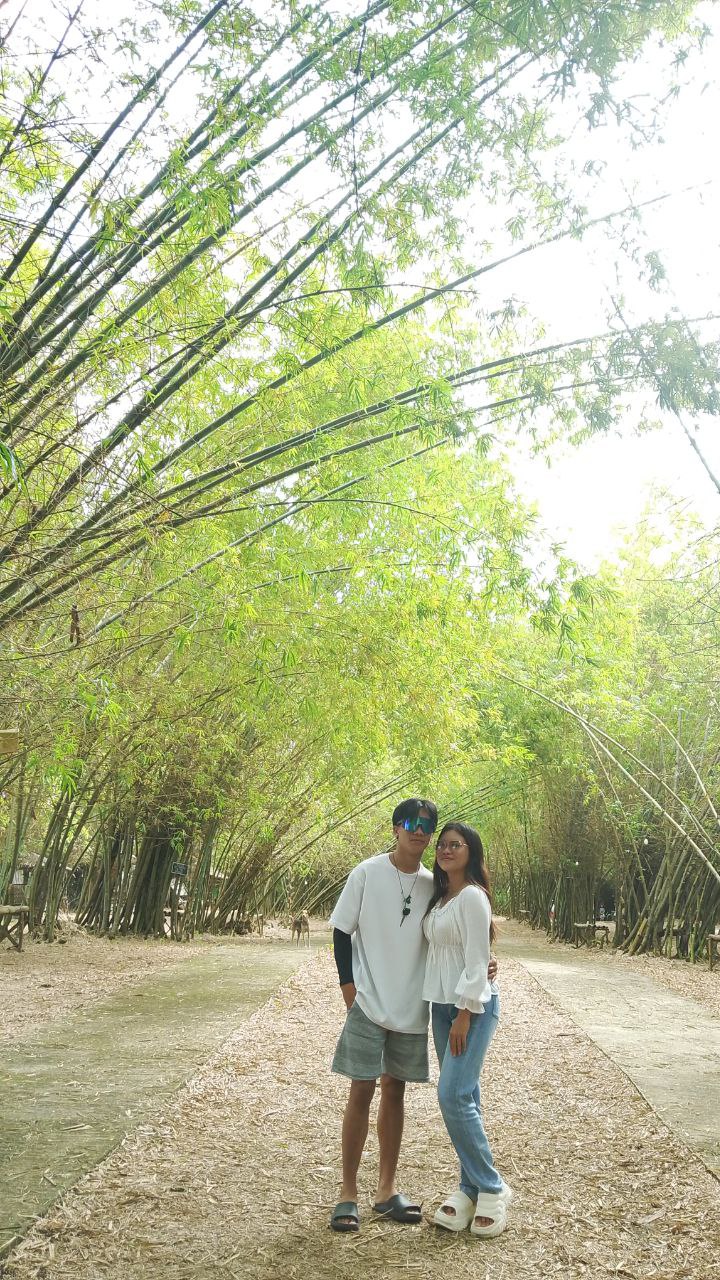 Bamboo 7